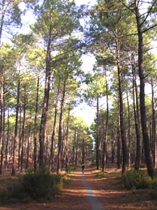 Piste cyclable du littoral entre contis et Mimizan.