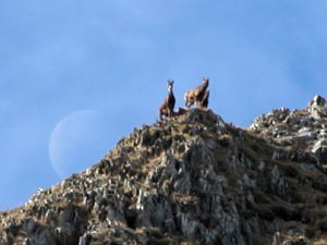 Isards sous la lune...