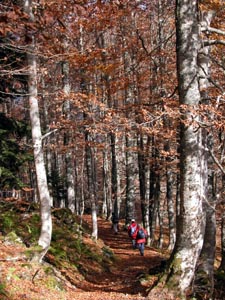 Descente dans la fort de Chrue.