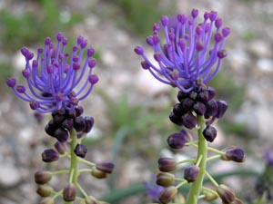 Muscari  toupet.