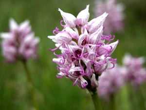 Orchis singe.