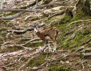 Un mouflon.