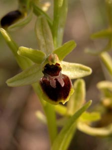Oprys araigne.