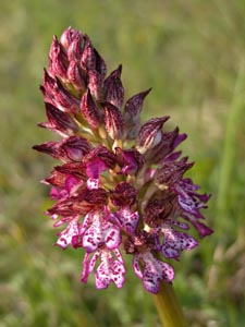 Orchis pourpre.