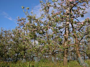 Les "Vergers de Flore".