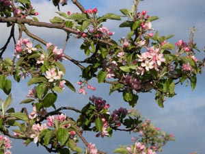 Fleurs de pommier