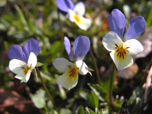 27 avril: Puy Mary - Plomb du Cantal