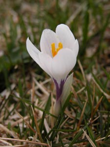 Crocus printanier.