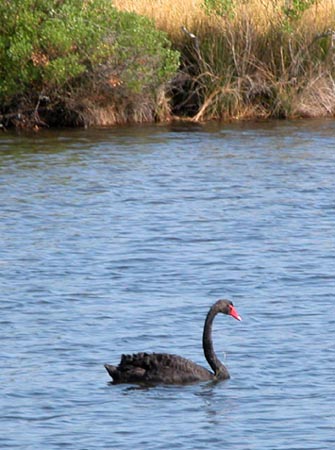 Un cygne noir.