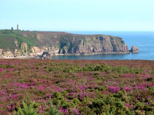 Le Cap Fréhel, avec de superbes bruyères au premier plan.