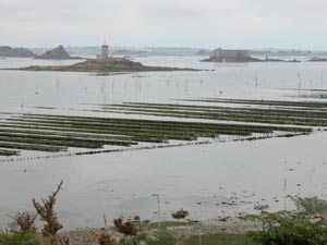 Les parcs  hutres de la rade de Morlaix.