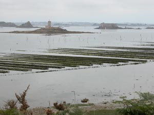 Les parcs  hutres de la rade de Morlaix.