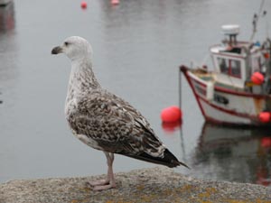 Golan immature au Conquet.