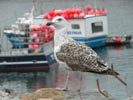 25 juillet: Pointe de Corsen - Le Conquet - Pointe St. Mathieu - Plougastel Daoulas