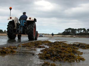 Un cultivateur local, passe en tracteur pour aller travailler son champ.