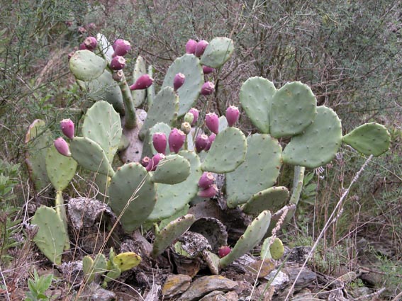 Figues de Barbarie.