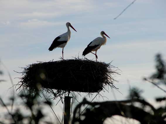Rserve ornithologique du Teich.