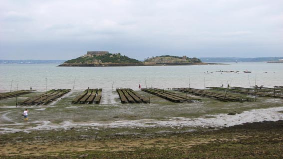 De nombreux parcs à huîtres sont découverts à marée basse, face à l'île des Morts et à l'île Trébéron.