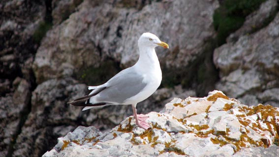 Goéland à la pointe de Penhir.