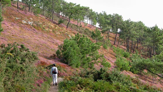 Le sentier parcourt de superbes landes  Bruyre.