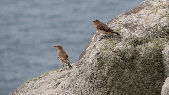 Oiseaux à la Pointe du Van.