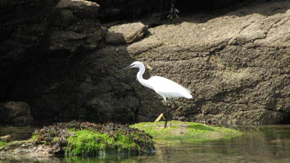 Aigrette garzette.