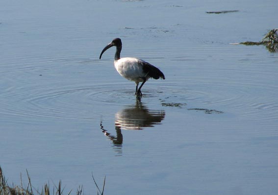 Ibis sacr.