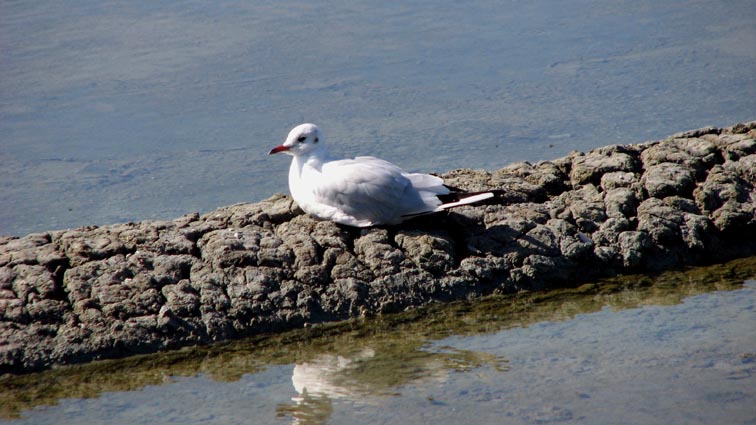 Mouette