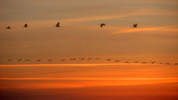 L'envol des grues au lever du soleil.