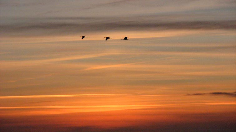 L'envol des grues au lever du soleil.