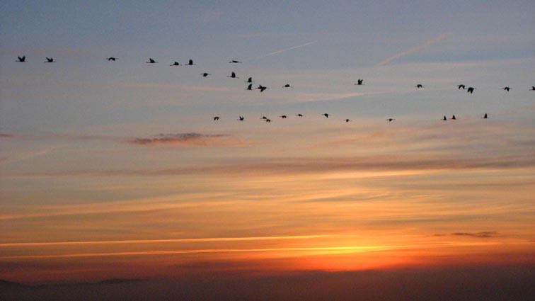 L'envol des grues au lever du soleil.