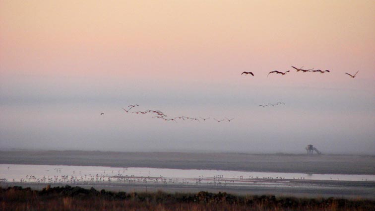 L'envol des grues au-dessus de la lagune de gallocanta...