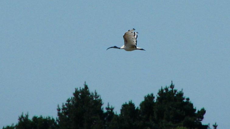 Ibis en vol