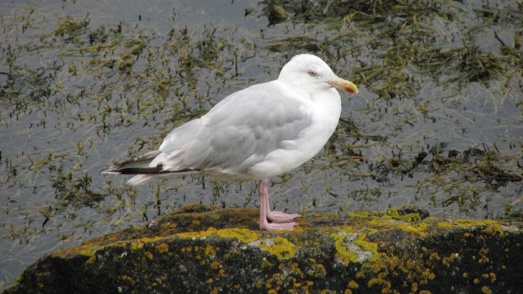 Pointe de Kerners - Arzon - Auray - Guillac