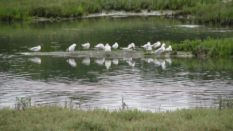Mouettes