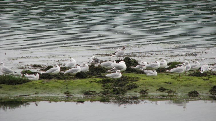 Mouettes