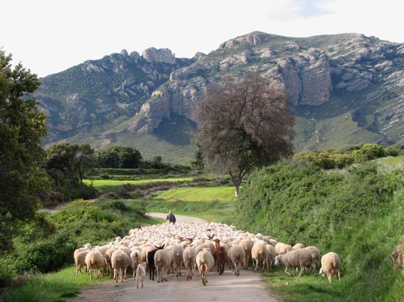 Troupeau de moutons à San Julián de Banzo