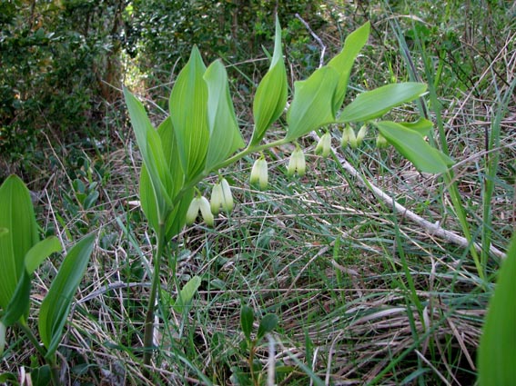 Sceau de Salomon odorant