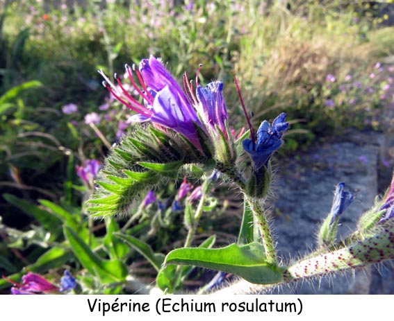 Vipérine (Echium rosulatum)