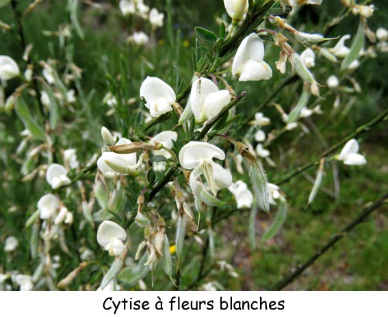 Cytise à fleurs blanches