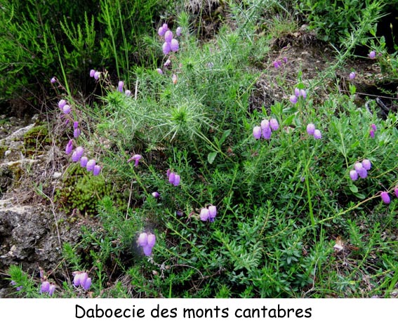 Daboecie des Monts Cantabres