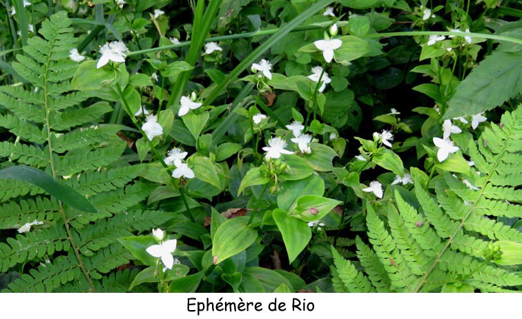 phmre de Rio