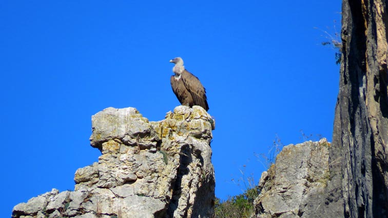 Foz de Lumbier