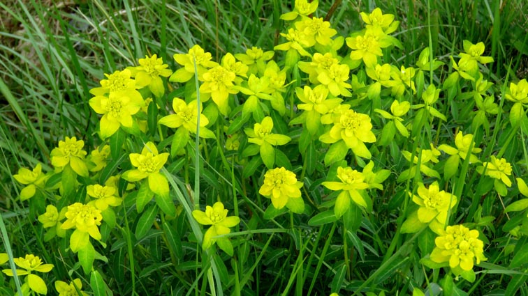 Euphorbe  tte jaune d'or