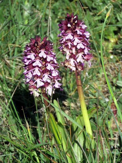 Orchis pourpres