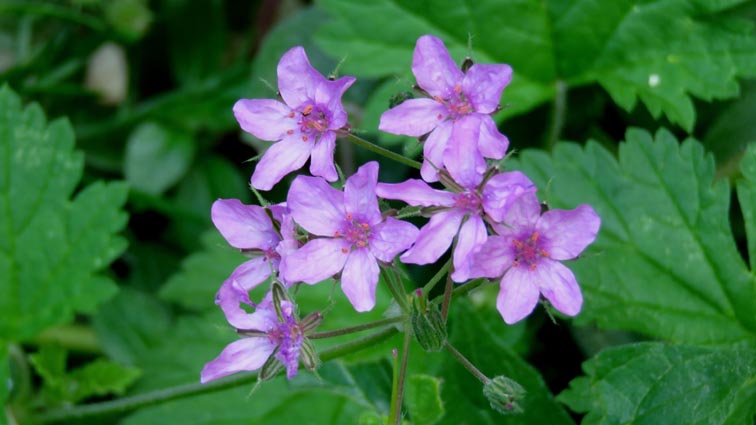 Becs de grue  feuilles de Mauve