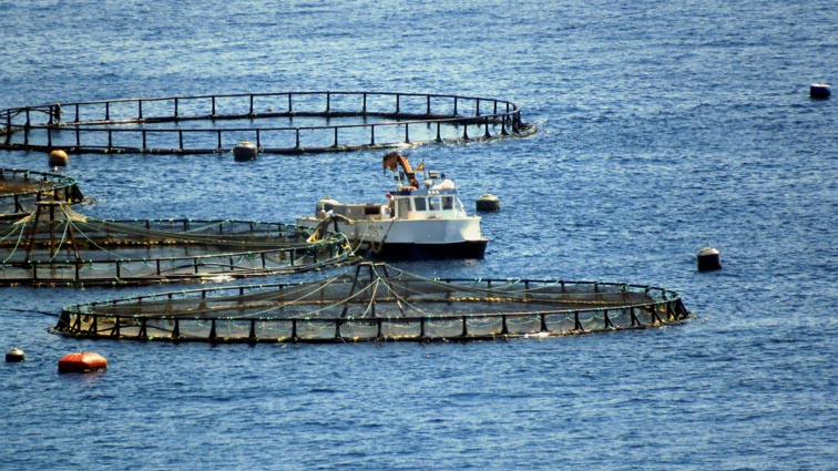 Une installation d'aquaculture