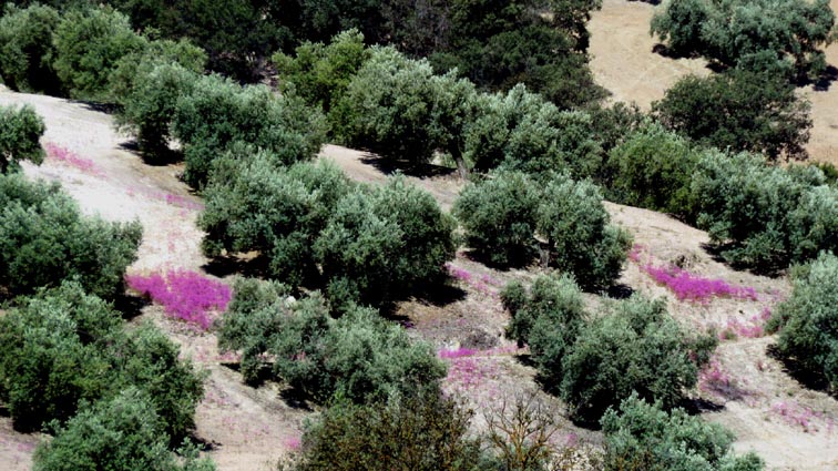 Le sol de certaines parcelles d'oliviers est de couleur rose