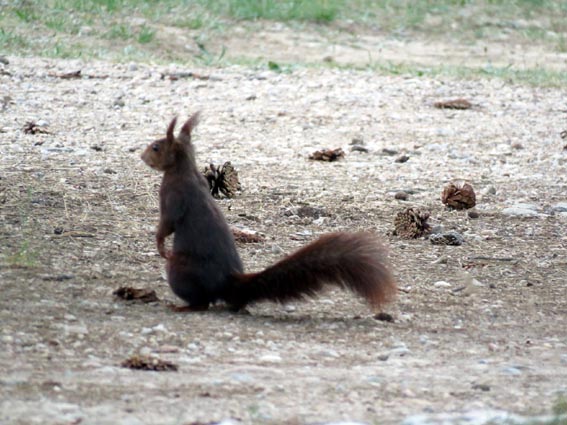 Au moment du repas, les écureuils constituent l'attraction de la soirée
