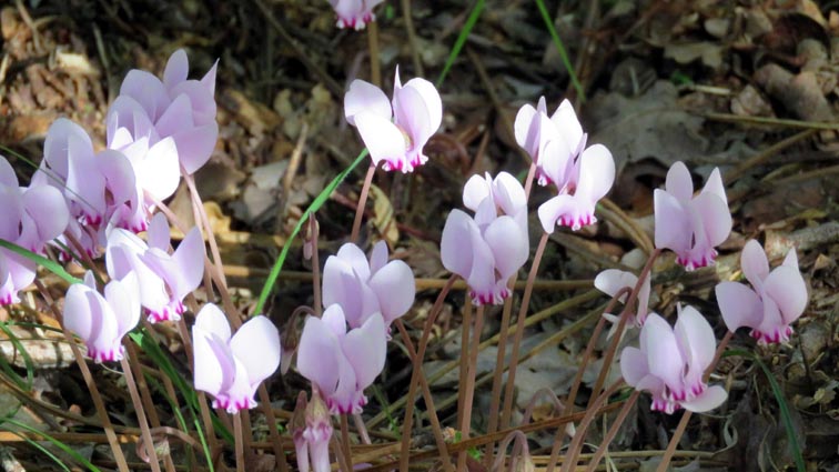 Cyclamen  feuilles de lierre